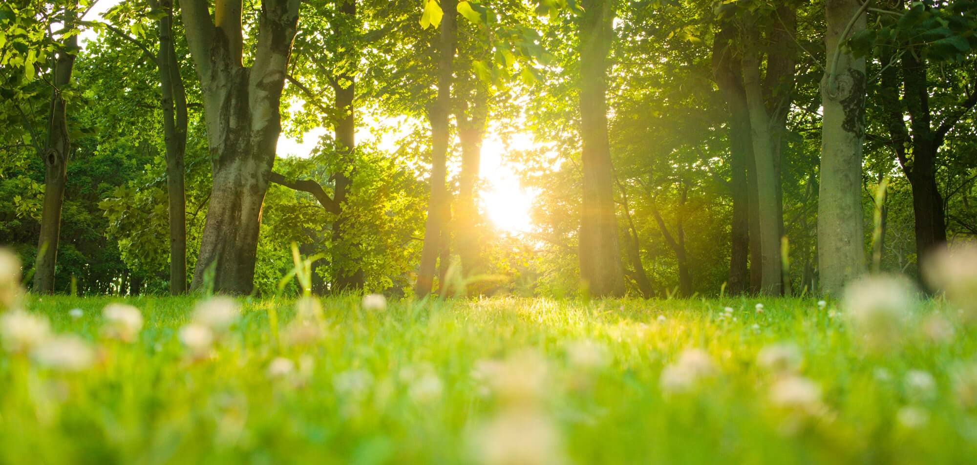 Eine Lichtung im Wald, die Sonne scheint durch die Bäume und im Vordergrund eine saftige grüne Wiese.